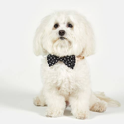 Pet Bow Ties - Black Polka Dot