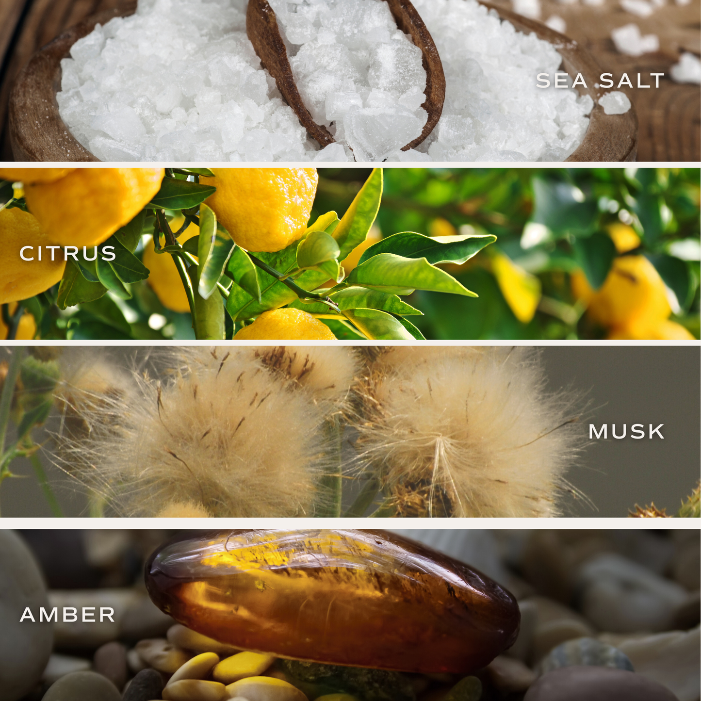 Salt and Sea Reed Diffuser - Gifts & Home Decor